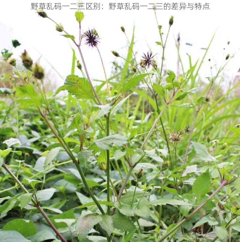 野草乱码一二三区别:野草乱码一二三的差异与特点