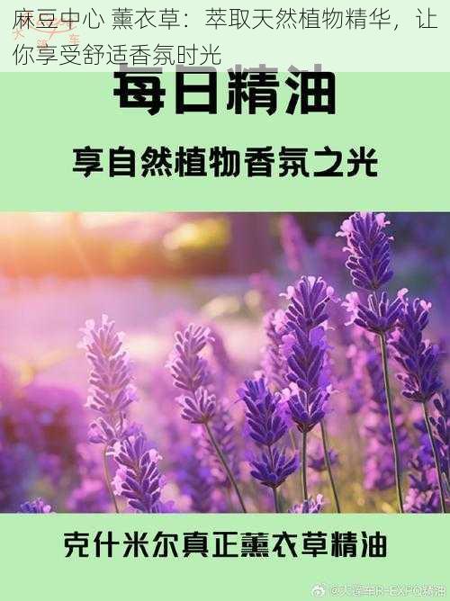 麻豆中心 薰衣草:萃取天然植物精华,让你享受舒适香氛时光