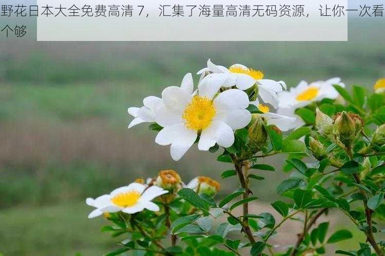 野花日本大全免费高清 7,汇集了海量高清无码资源,让你一次看个够