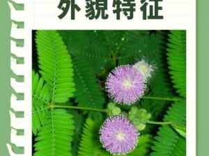 含羞草 www 免费看片天涯海角，为什么不能看？如何解决？