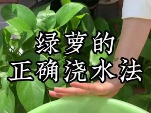 扣水的正确方法视频教程：为什么我的绿植总是养不活？