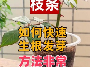 扦 b 有什么好处？为什么要选择扦 b？如何才能更好地享受扦 b 的好处？