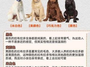 适合人插的狗狗品种——拉布拉多犬，性格温顺，对人友善，适合与人类互动