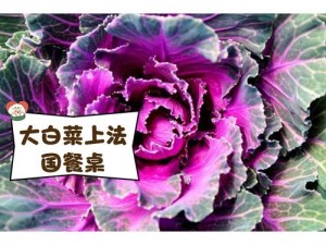 法国为什么会有粉色大白菜？