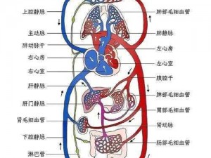 肉体内的高速公路 1980——带你探索人体血管网络的奥秘