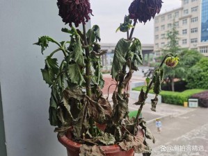 含苞欲草为什么突然枯萎了？该如何解决？