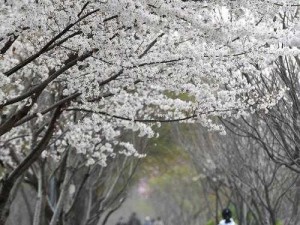 さくらさくら，绽放的樱花树下，是我们的梦想起点