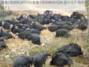 畜禽CROPROATION(畜禽 CROPROATION 是什么？有何作用？)