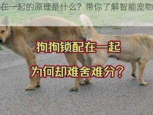 人狗锁在一起的原理是什么？带你了解智能宠物锁的创新设计