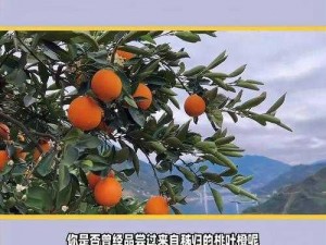 被誉为峡橙三秀之一的桃叶橙来自【被誉为峡橙三秀之一的桃叶橙来自哪里？】