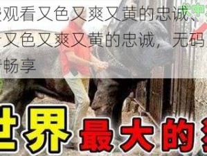 免费观看又色又爽又黄的忠诚、免费观看又色又爽又黄的忠诚，无码大片激情畅享