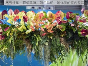 安祖·赛弗红掌：花朵独特，颜色鲜艳，是优质的室内盆栽花卉