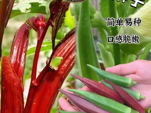 水果、蔬菜、植物的完美结合，石榴蕾丝榴莲向日葵草莓丝瓜秋葵，带给你不一样的口感体验