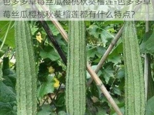 色多多草莓丝瓜樱桃秋葵榴莲-色多多草莓丝瓜樱桃秋葵榴莲都有什么特点？