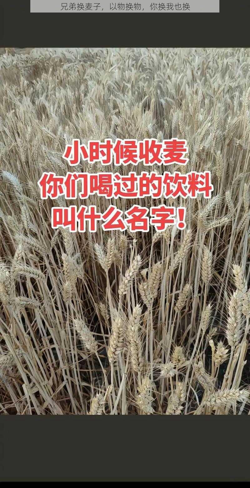 兄弟换麦子，以物换物，你换我也换