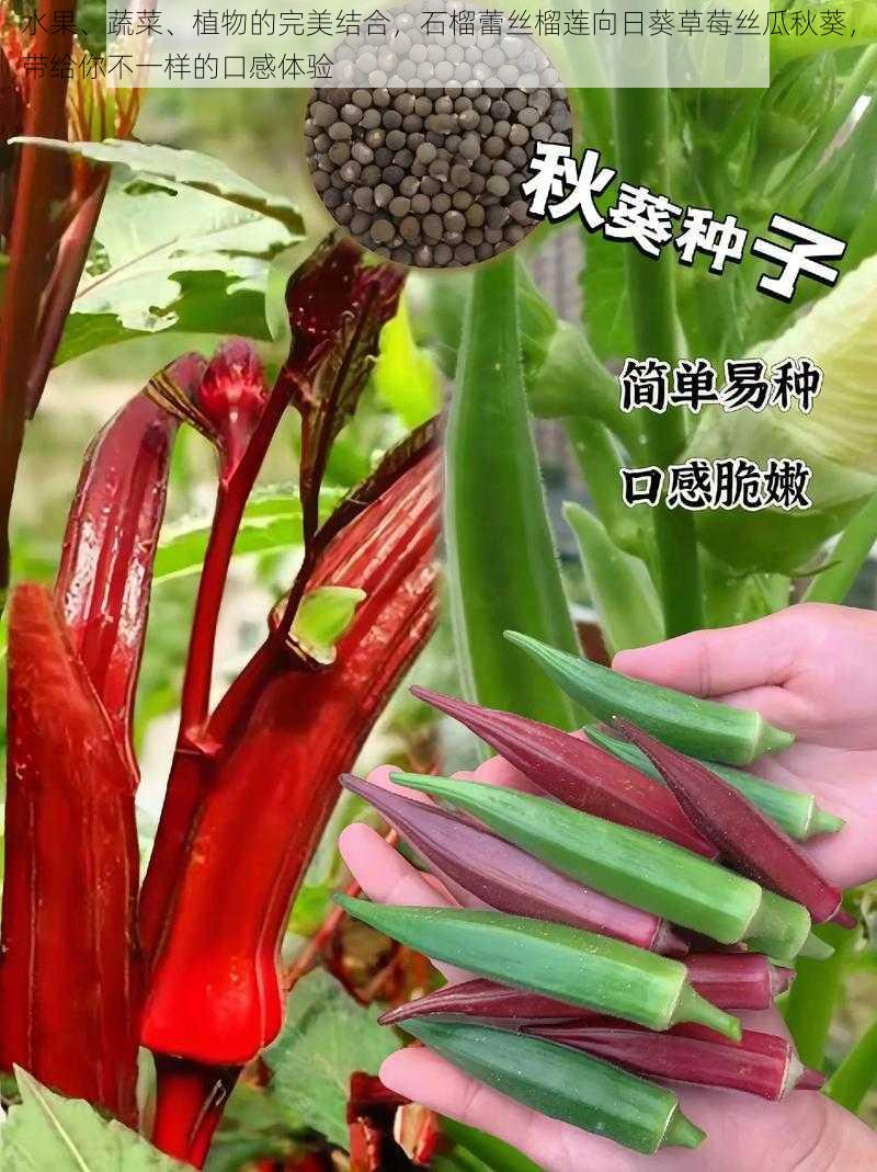 水果、蔬菜、植物的完美结合，石榴蕾丝榴莲向日葵草莓丝瓜秋葵，带给你不一样的口感体验