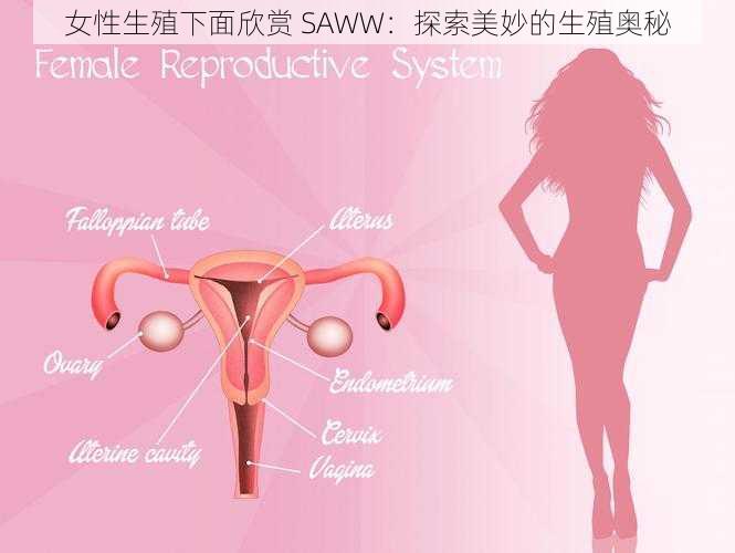 女性生殖下面欣赏 SAWW：探索美妙的生殖奥秘