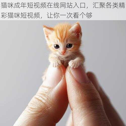 猫咪成年短视频在线网站入口，汇聚各类精彩猫咪短视频，让你一次看个够