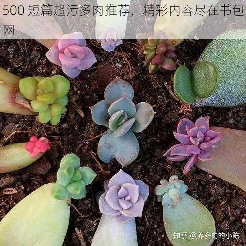 500 短篇超污多肉推荐，精彩内容尽在书包网