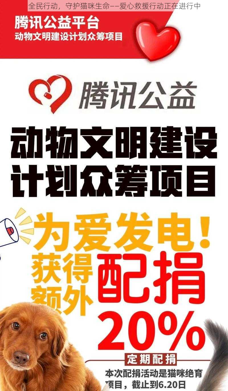 全民行动，守护猫咪生命——爱心救援行动正在进行中