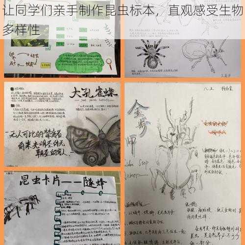 让同学们亲手制作昆虫标本，直观感受生物多样性