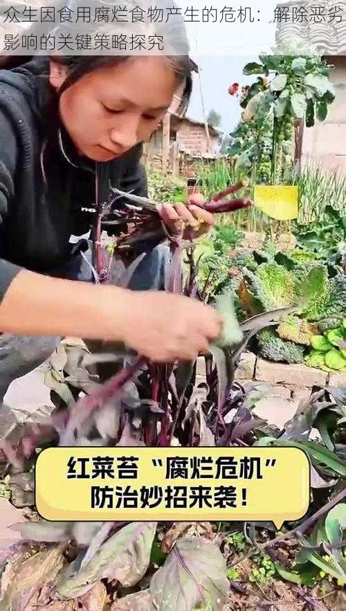 众生因食用腐烂食物产生的危机：解除恶劣影响的关键策略探究