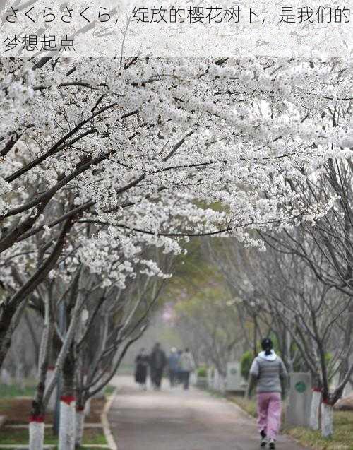 さくらさくら，绽放的樱花树下，是我们的梦想起点