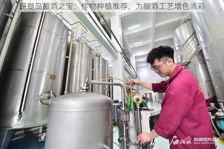 珊瑚岛酿酒之宝：作物种植推荐，为酿酒工艺增色添彩