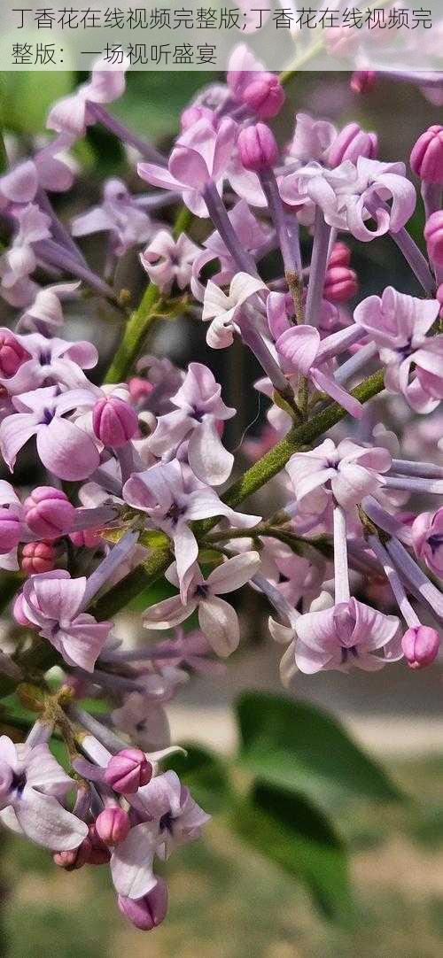 丁香花在线视频完整版;丁香花在线视频完整版：一场视听盛宴