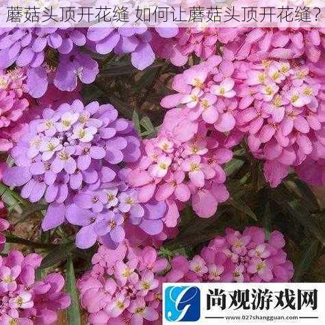 蘑菇头顶开花缝 如何让蘑菇头顶开花缝？