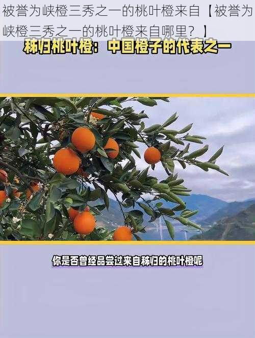 被誉为峡橙三秀之一的桃叶橙来自【被誉为峡橙三秀之一的桃叶橙来自哪里？】