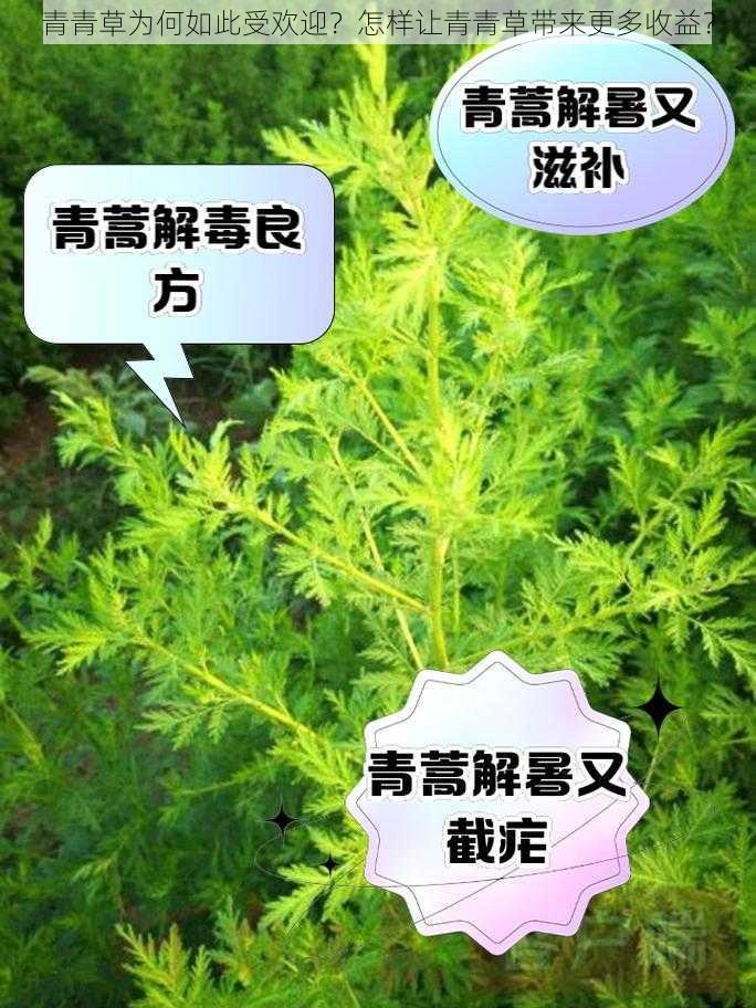 青青草为何如此受欢迎？怎样让青青草带来更多收益？