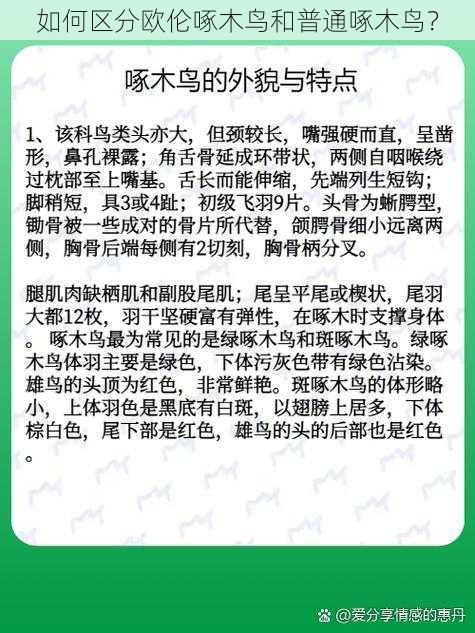 如何区分欧伦啄木鸟和普通啄木鸟？