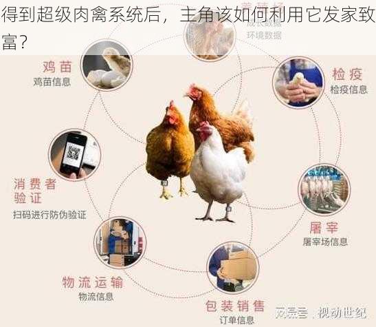 得到超级肉禽系统后，主角该如何利用它发家致富？