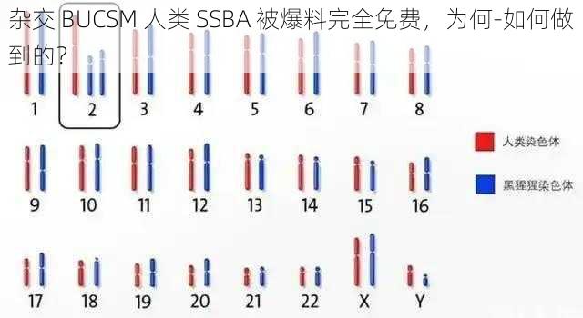 杂交 BUCSM 人类 SSBA 被爆料完全免费，为何-如何做到的？