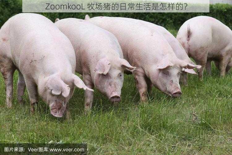 ZoomkooL 牧场猪的日常生活是怎样的？