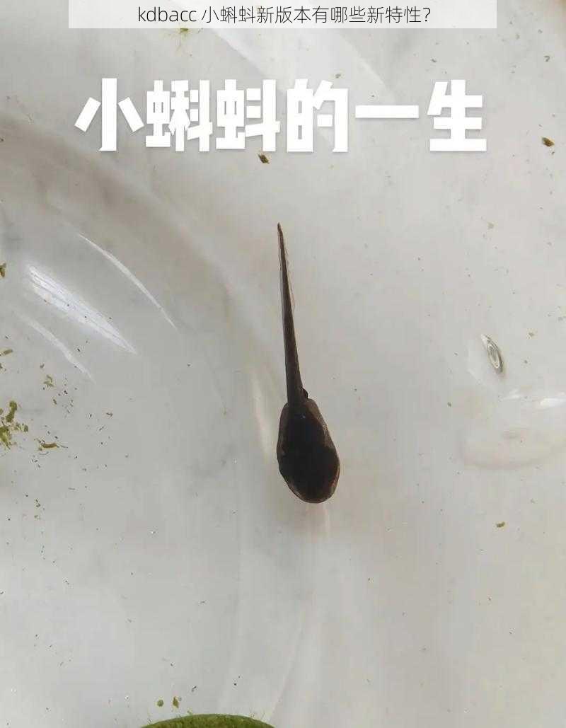 kdbacc 小蝌蚪新版本有哪些新特性？