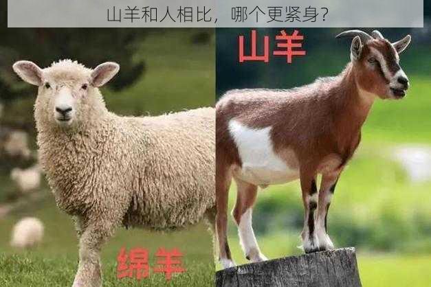 山羊和人相比，哪个更紧身？