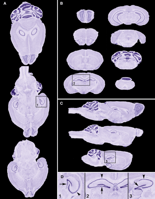 人曾交互 mouse 放，为何它如此重要？如何提高交互效率？mouse 放的正确姿势是怎样的？