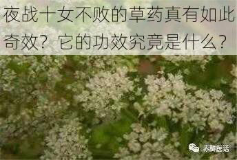 夜战十女不败的草药真有如此奇效？它的功效究竟是什么？