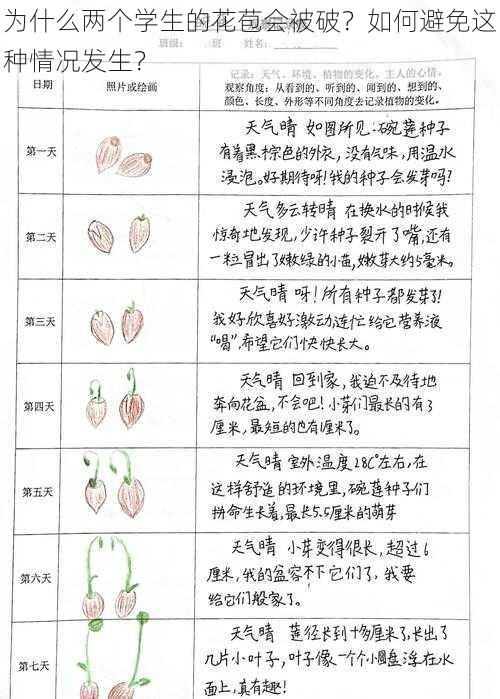 为什么两个学生的花苞会被破？如何避免这种情况发生？