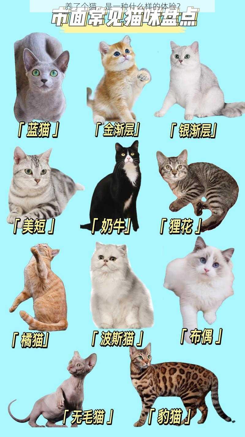 养了个猫，是一种什么样的体验？