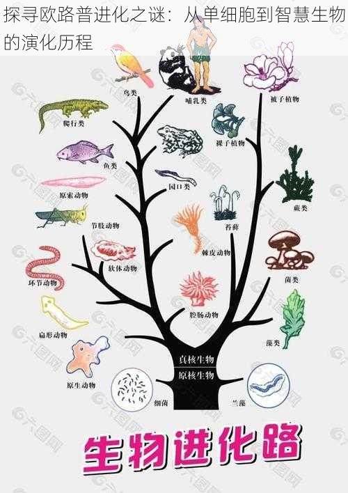 探寻欧路普进化之谜：从单细胞到智慧生物的演化历程